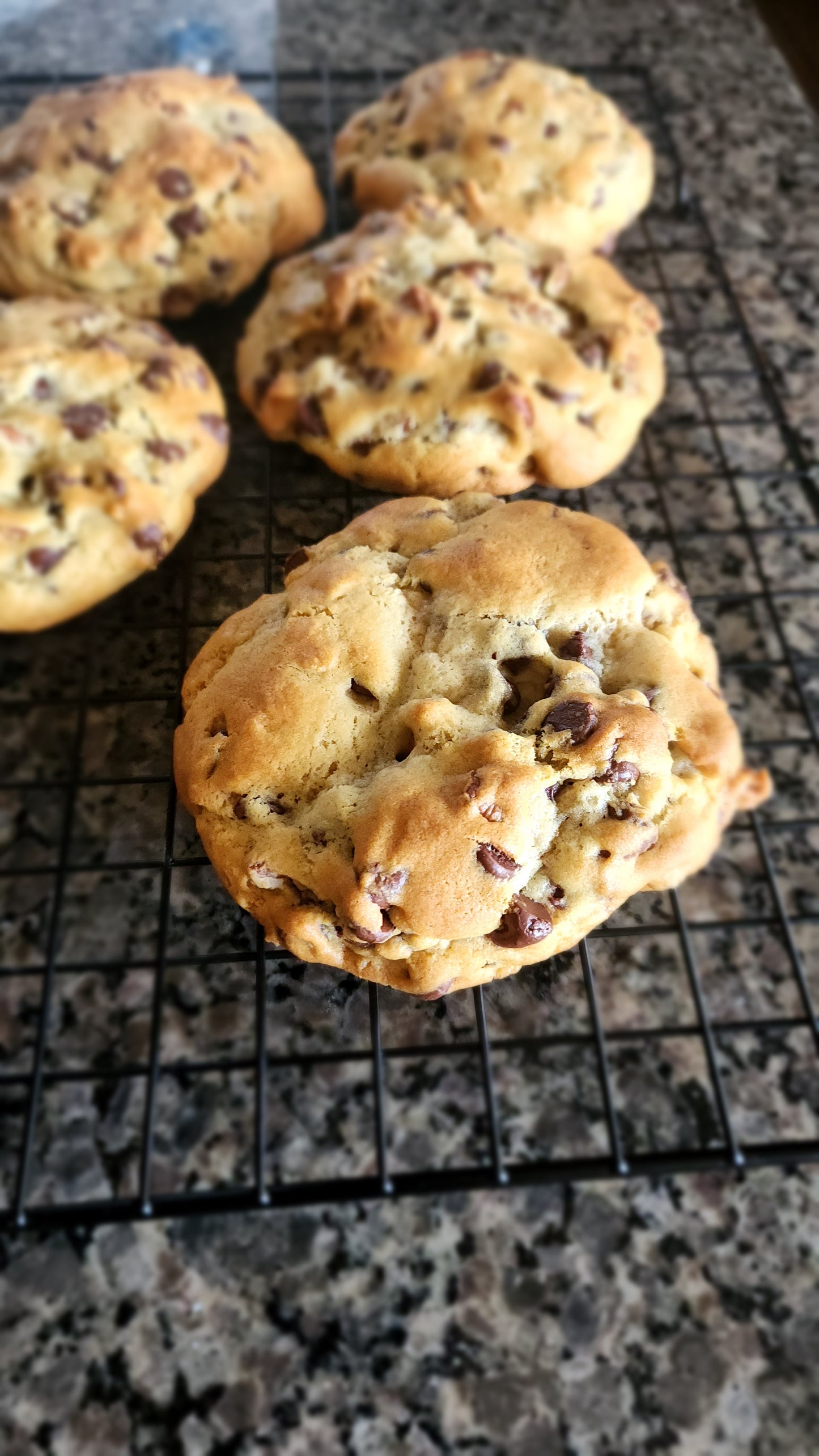 Fat Tuesday Chocolate Chip Pecan Cookie